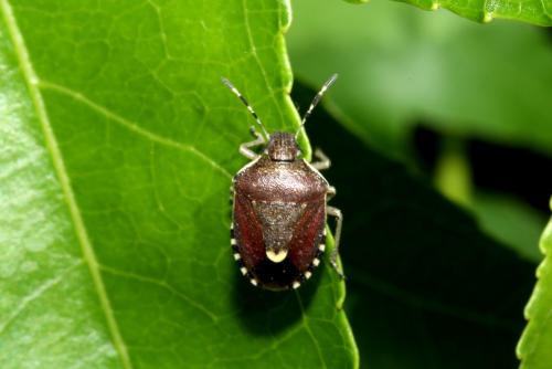 Holcostethus sphacelatus